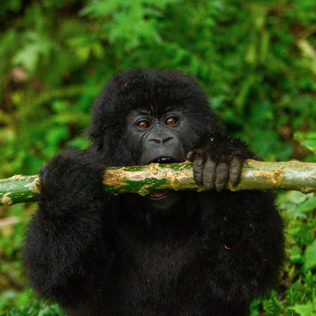 Volcanoes National Park - Planning