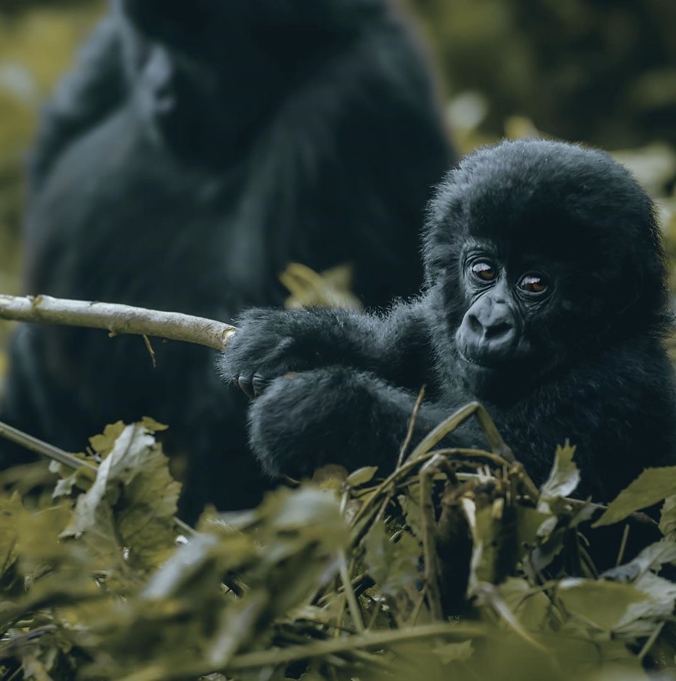 Bwindi Impenetrable National Park