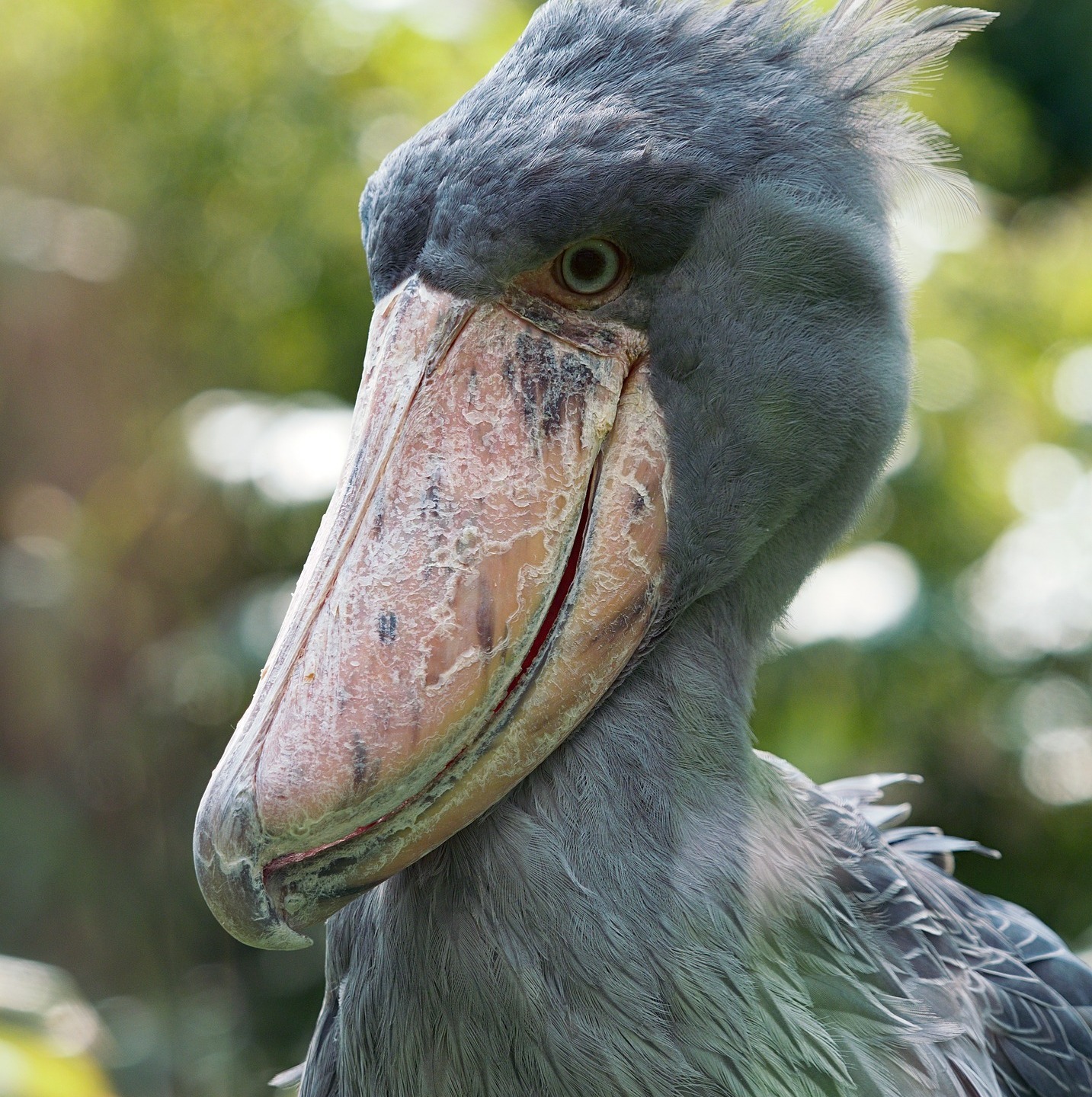 Queen Elizabeth National Park - Activity