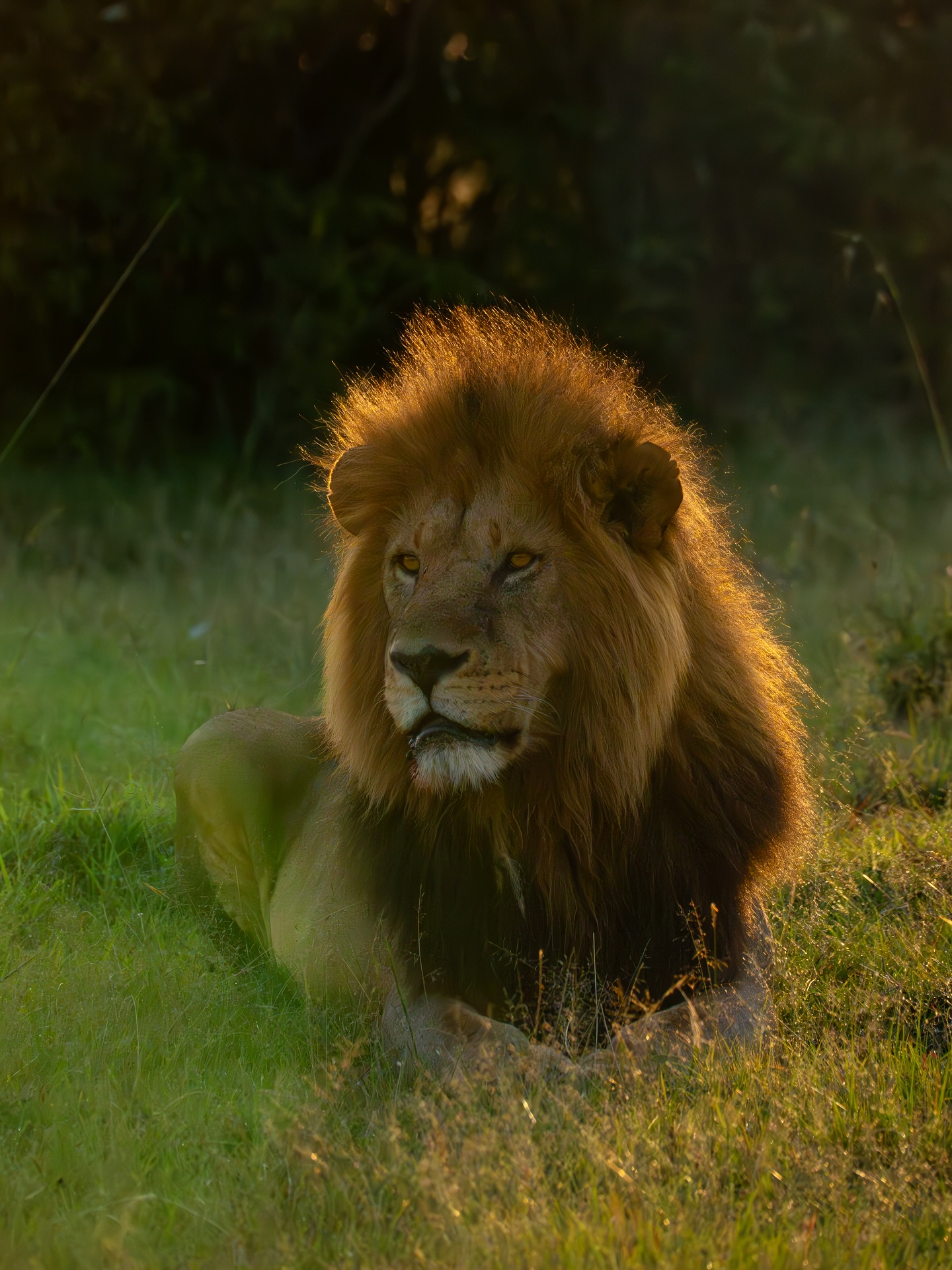 Akagera National Park