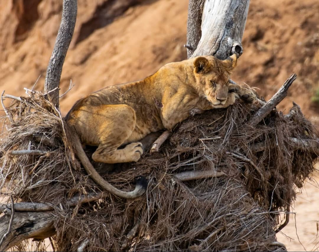Tarangire National Park - Activity