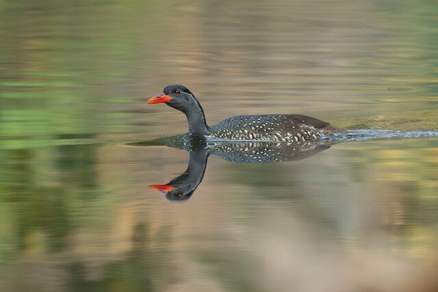 Ngorongoro Crater - Activity