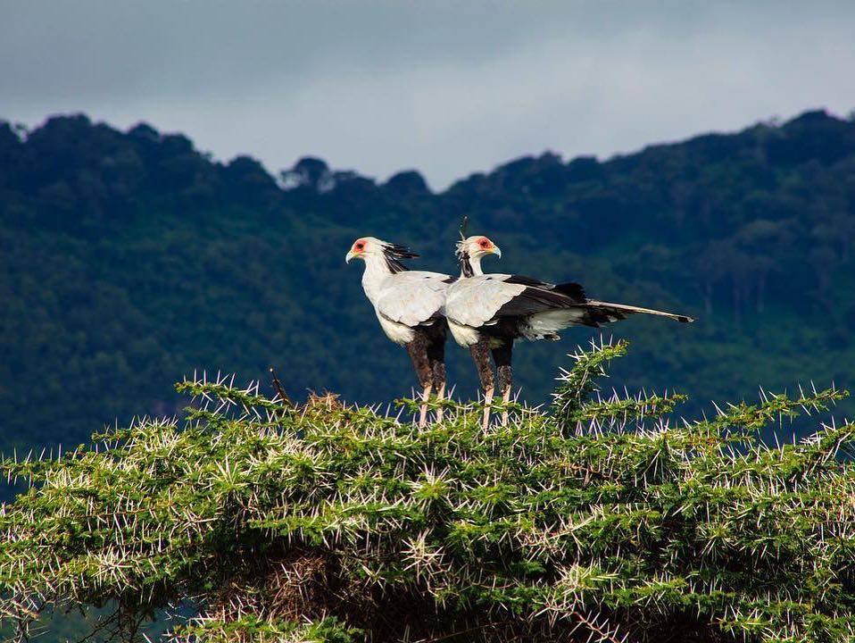 Ngorongoro Crater