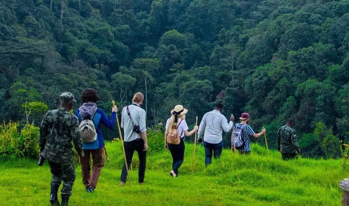 Nyungwe National Park - Activity